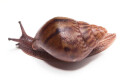 Achatina achatin achatina Ghana typ 1d juvenil